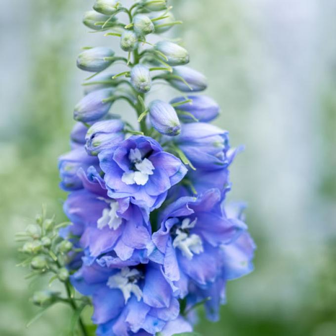 Kreeft: 22 juni t/m 22 juli - delphinium