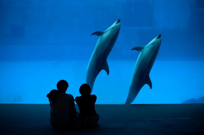 Eric Domb: «J’accuse ceux qui ont transformé la noble cause animale en une industrie de l’indignation systématiquement monétisée»