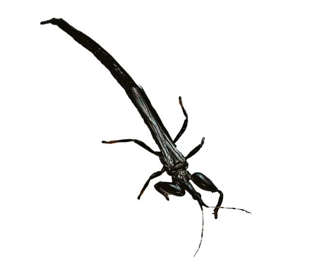 Dirk Draulans’ Beestenboel: donderbeestjes zijn piepkleine insecten die cruciaal zijn voor de overleving van zwaluwen