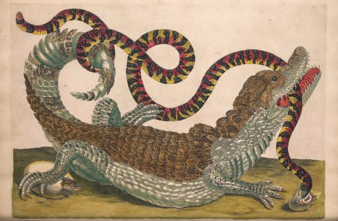 Eerherstel voor vrouwelijke biologen: Jeanne Baret en Maria Merian waren moedig, invloedrijk en eeuwenlang onzichtbaar