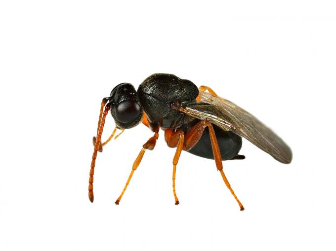 Dirk Draulans’ Beestenboel: waarom de egelgalwesp succesvol is in onze contreien