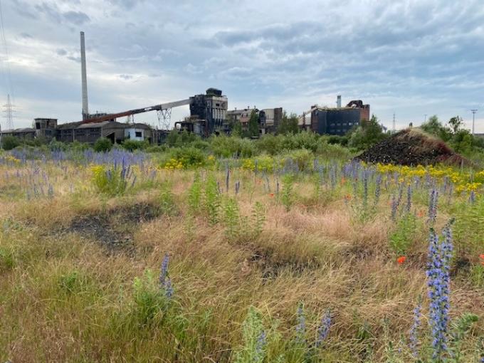 Les friches industrielles, un trésor de biodiversité sous-estimé par la Wallonie? «On peut agir dès maintenant»