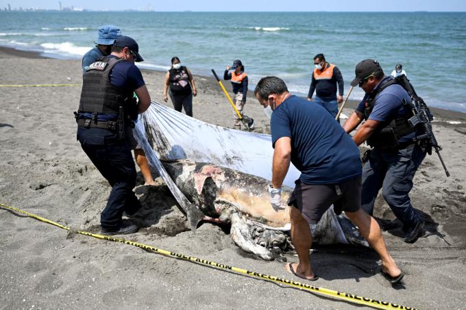 Comment un mois de marée noire a durablement abîmé les côtes de l’est du Mexique