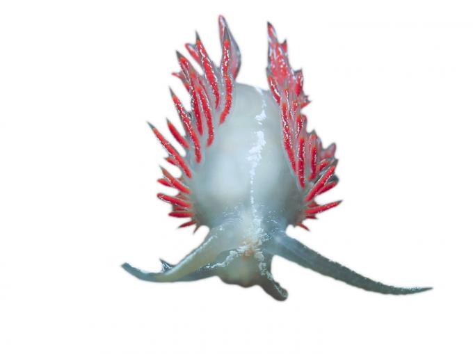 Dirk Draulans’ Beenstenboel: de voeding van de slanke waaierslak bepaalt of haar sprieten rood of groen zijn