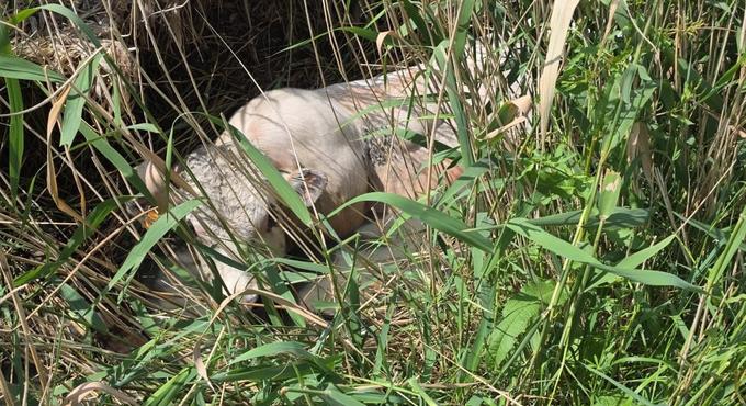 Bronstig stiertje sukkelt in gracht en moet door brandweer gered worden ...