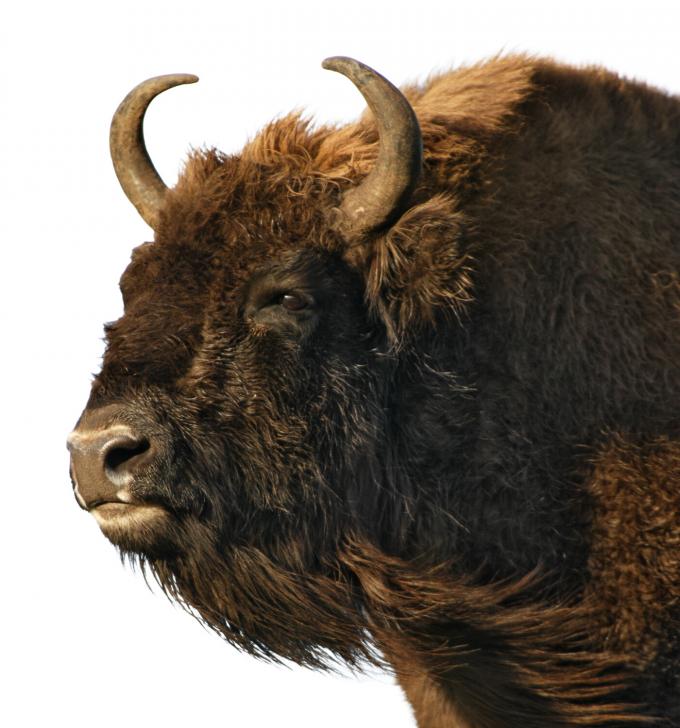Dirk Draulans’ Beestenboel: groter dan de wisent vind je ze in onze contreien niet
