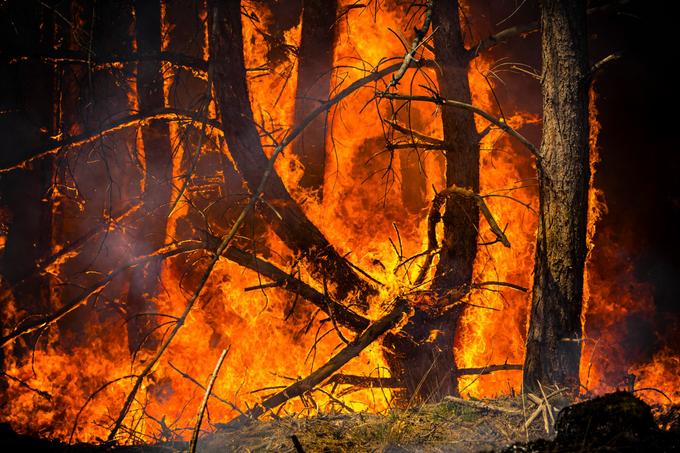 Waalse brandweer waarschuwt voor bosbranden: ‘Ik vraag al járen een brandblusvliegtuig’