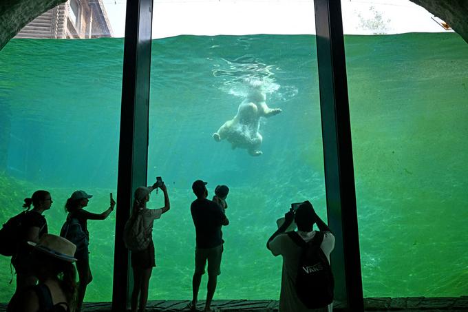 Surpopulation, échec de la réintroduction, ratés de la reproduction… Enquête sur la face cachée des zoos