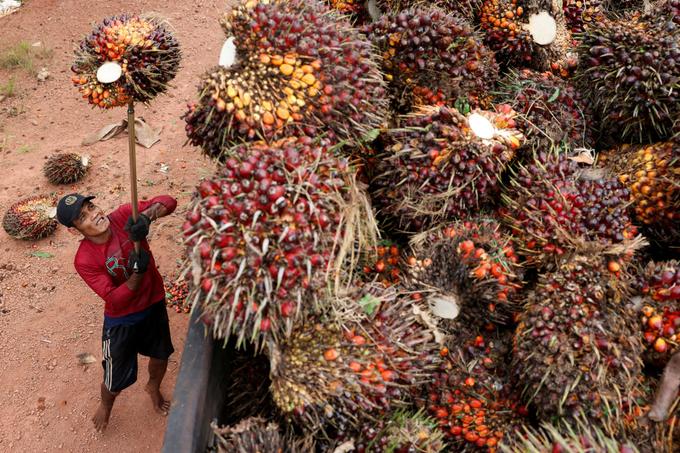 AEP Plantations: meer dynamiek, meer groei