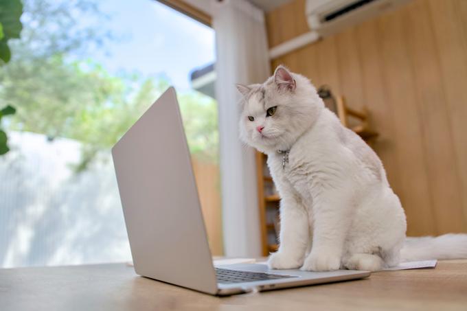 Une URL se terminant par .meow, voire .chatgpt? Les organisations sollicitent de nouvelles extensions