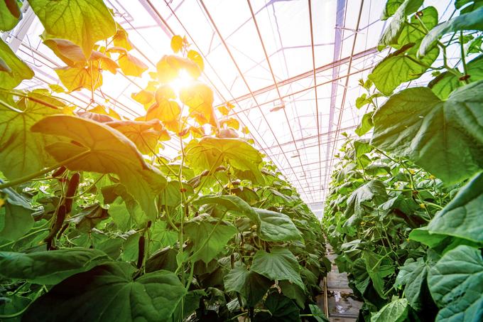 Agrivoltaïsme: entre produire de l’énergie et cultiver des légumes, pourquoi choisir ?