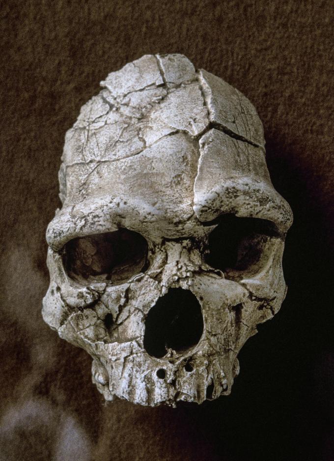 Stond de wieg van de mens wel in Afrika? ‘Paleontologen sluiten Azië niet uit’
