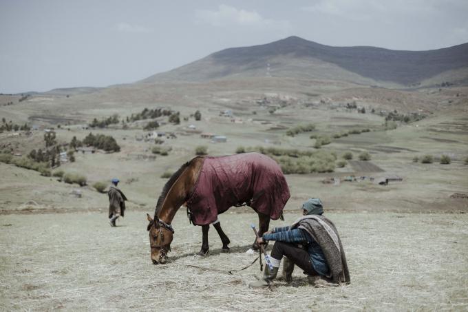 lesotho cheval