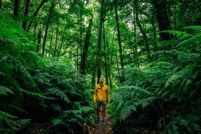 promenade-promeneur-nature-foret