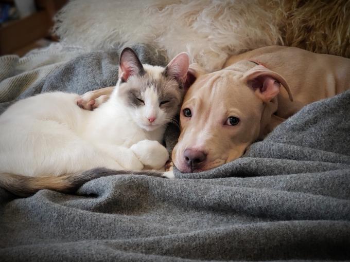 Un chat et chien tout mignons sur une couverture