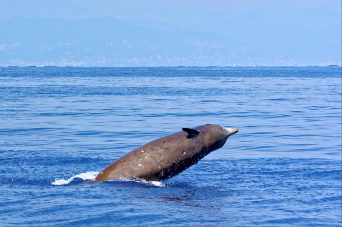 baleine à bec