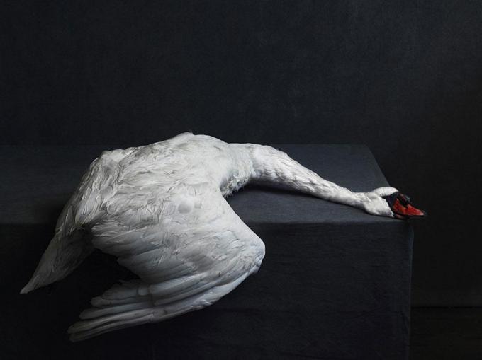 Swan par Stephan Vanfleteren Furnes,