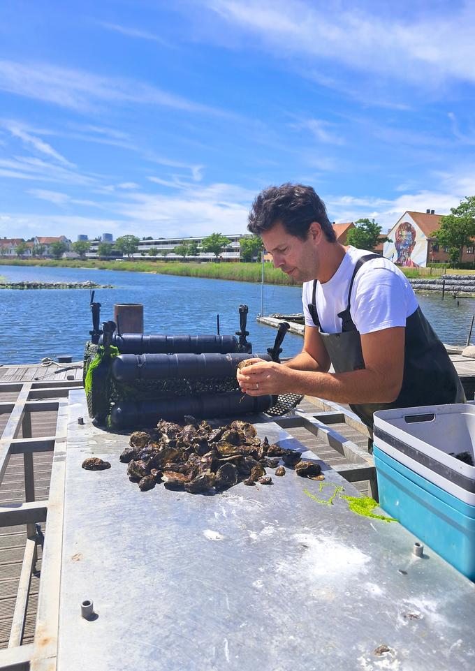 Verrassend: oesters oogsten aan de Belgische kust
