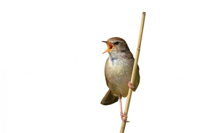 Dirk Draulans’ Beestenboel: de laatste vogel die je hoort als je stilaan doof wordt, is de cetti’s zanger