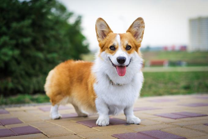 Le corgi chien royal