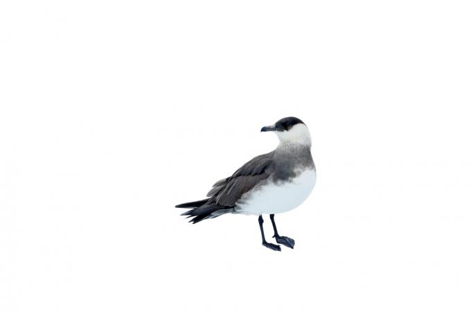 Dirk Draulans’ Beestenboel: de kleine jager is zoals alle jagers, een lastpost voor vogels