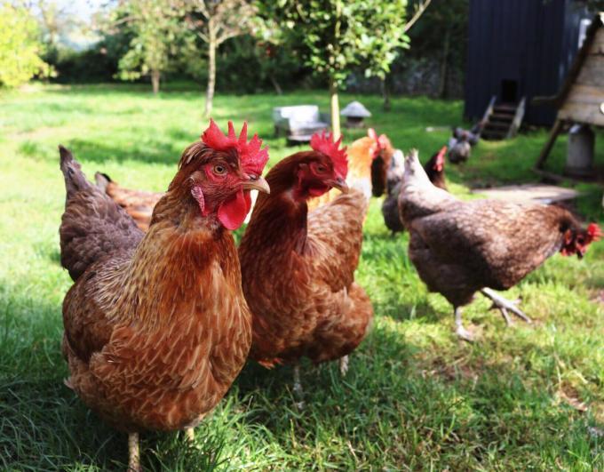 Obligation to house poultry at private individuals no longer necessary from April 6 – KW.be