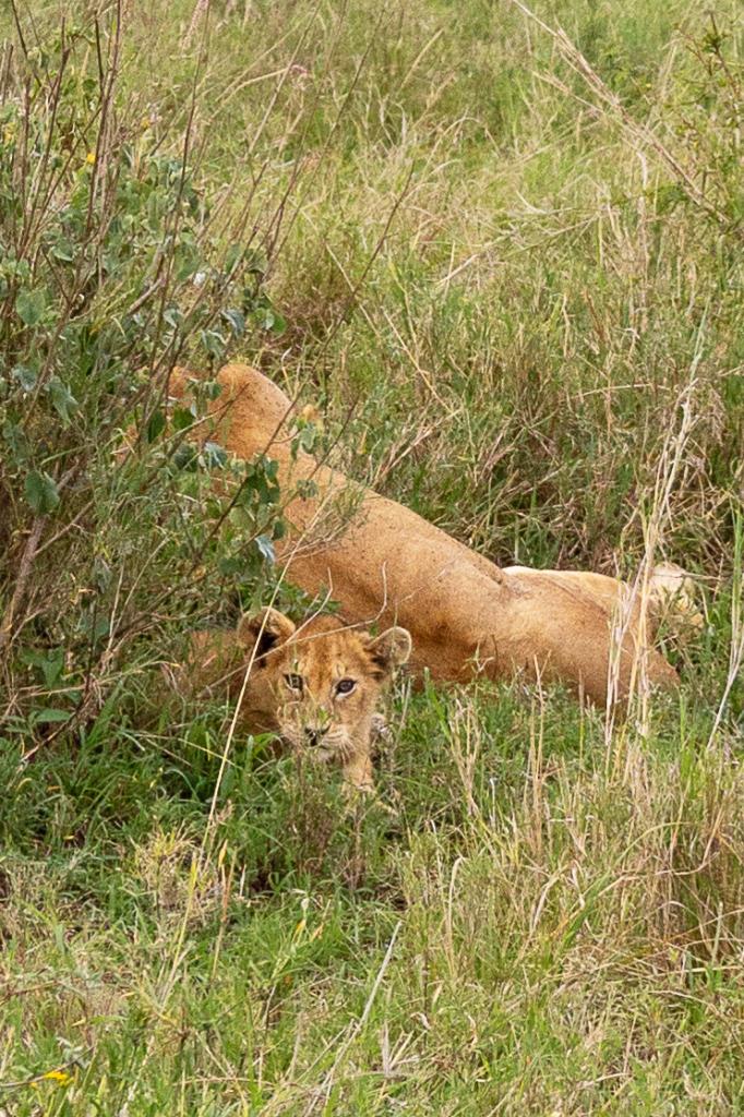 Tanzania