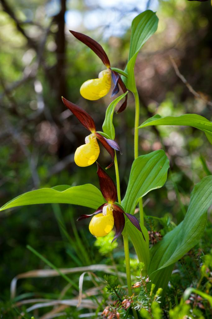 Nationaal Park Abruzzo venusschoentjes Cypripedium calceolus Parco1923