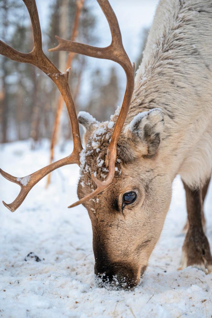 rendier op de sneeuwvlakte in zweeds lapland