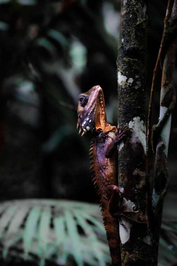 Daintree National Park wildlife