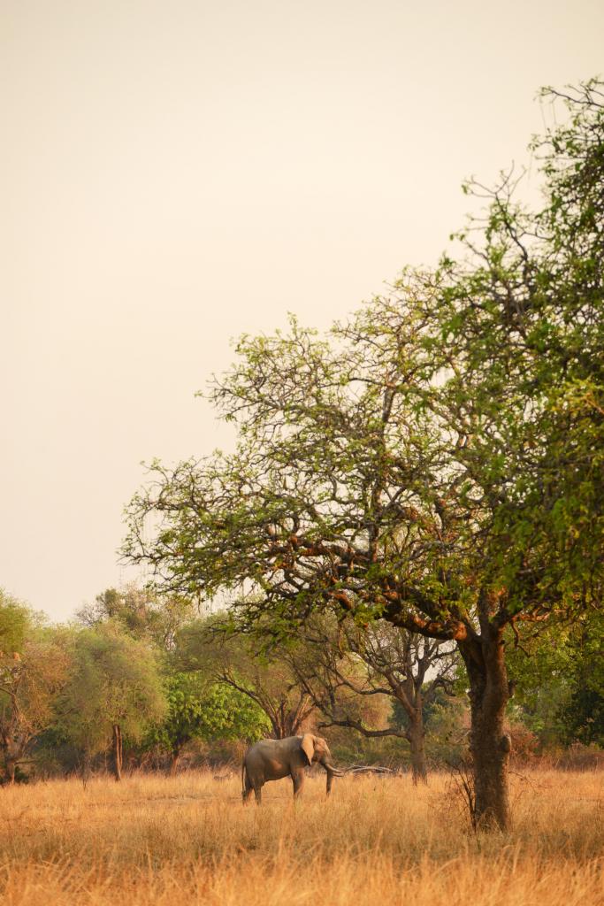 Wandelsafari Zambia