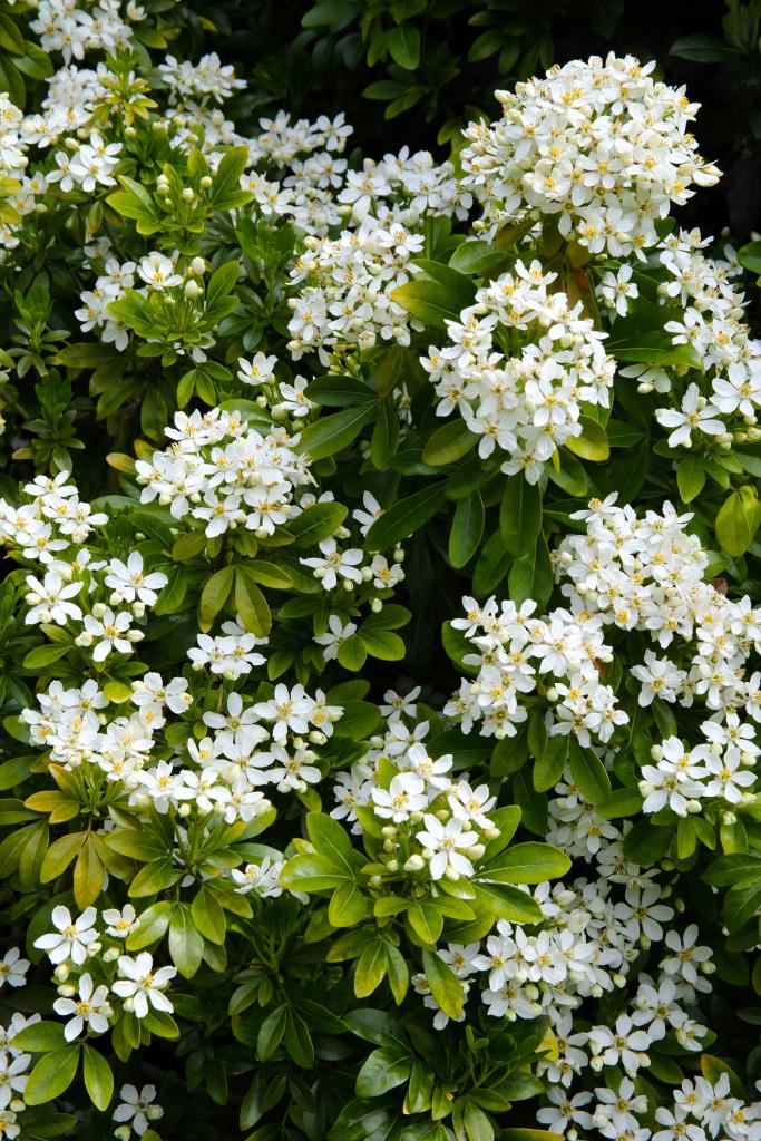 geurende planten