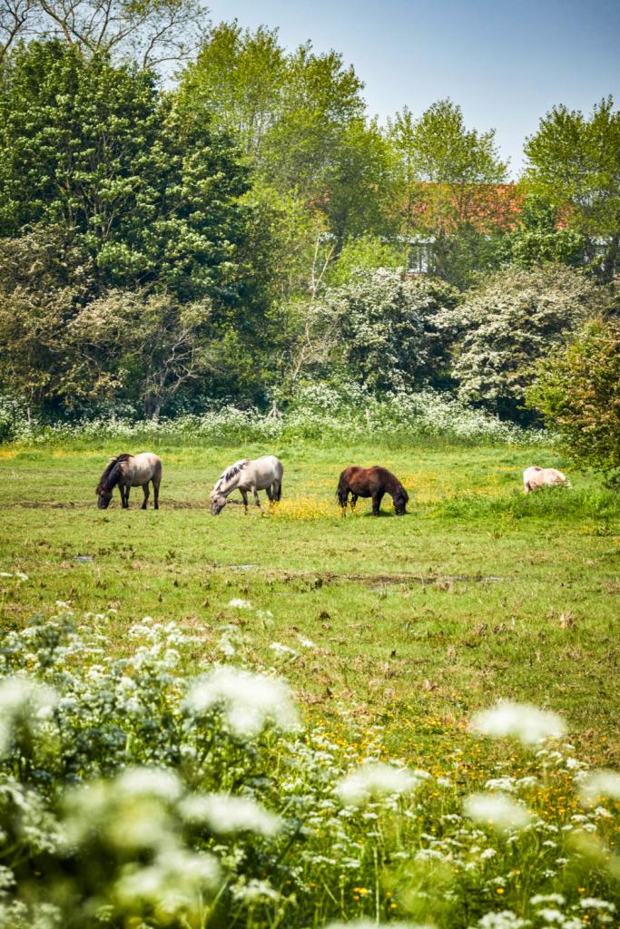 zwin wandelroute