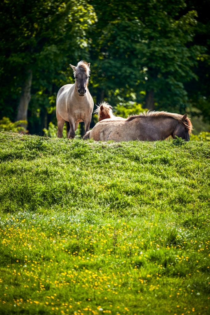wilde paarden