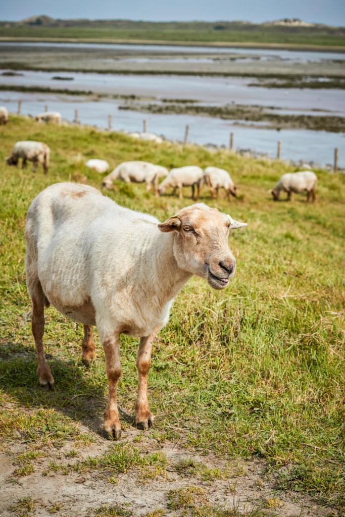 schapen