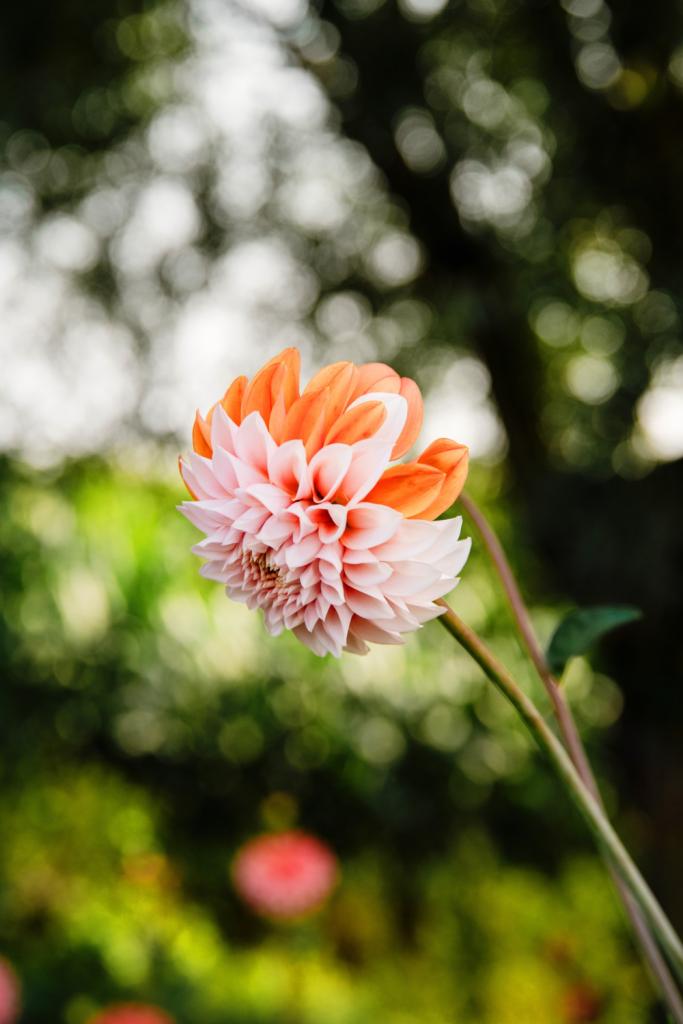 Een gevlekte dahlia van eigen kweek.