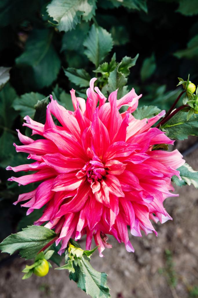 De stekelige cactusdahlia.