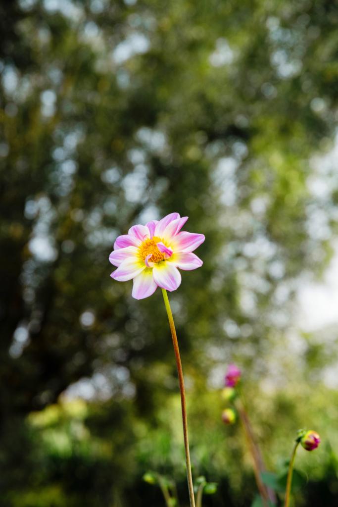De enkelvoudige dahlia.