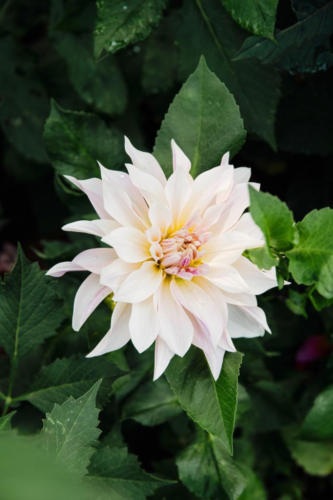 de dinnerplate dahlia Café au Lait is zo groot als een dienblad en heel populair op zomertrouwfeesten. De variëteit zette Riet aan tot het verzamelen van dahlia’s.
