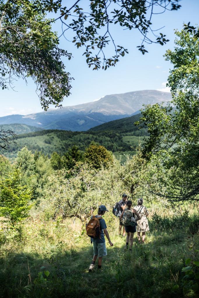 bizons zoeken Roemenië