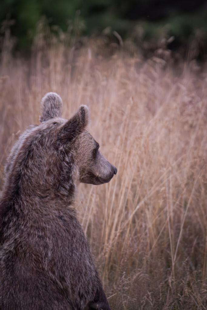 beren spotten Roemenië