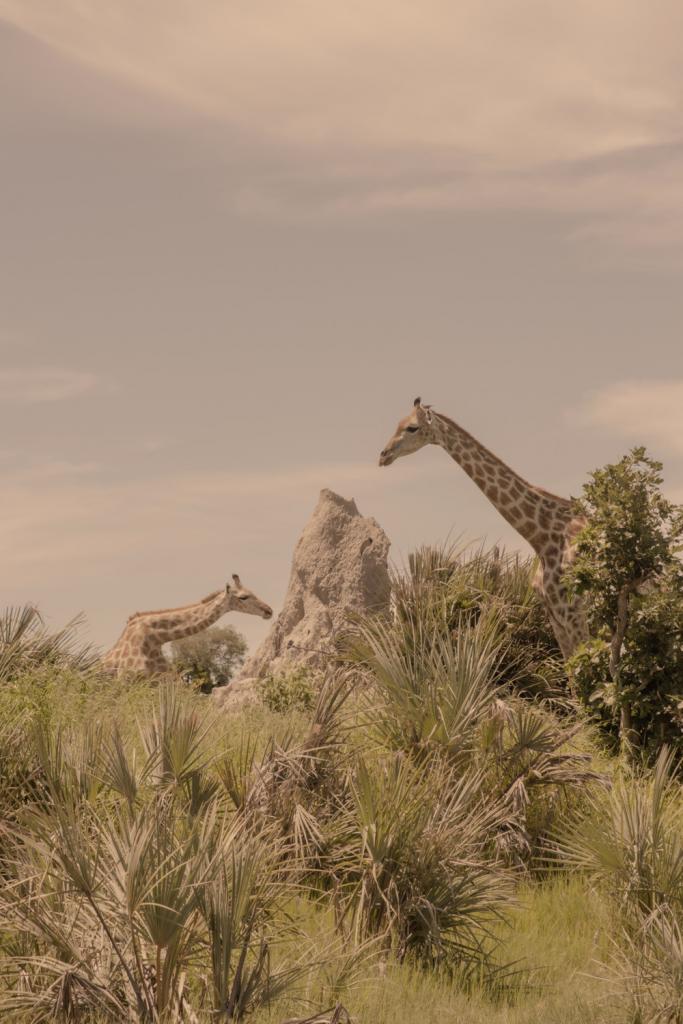 Okavango Delta