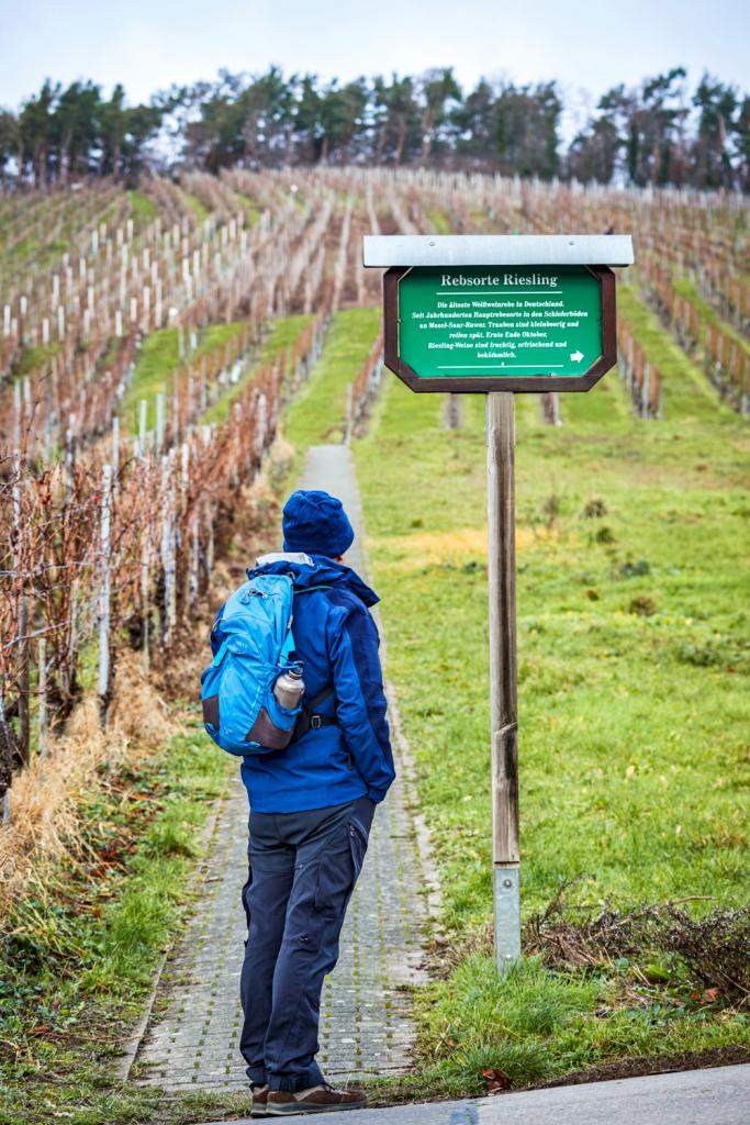 riesling wijngaarden wandeling