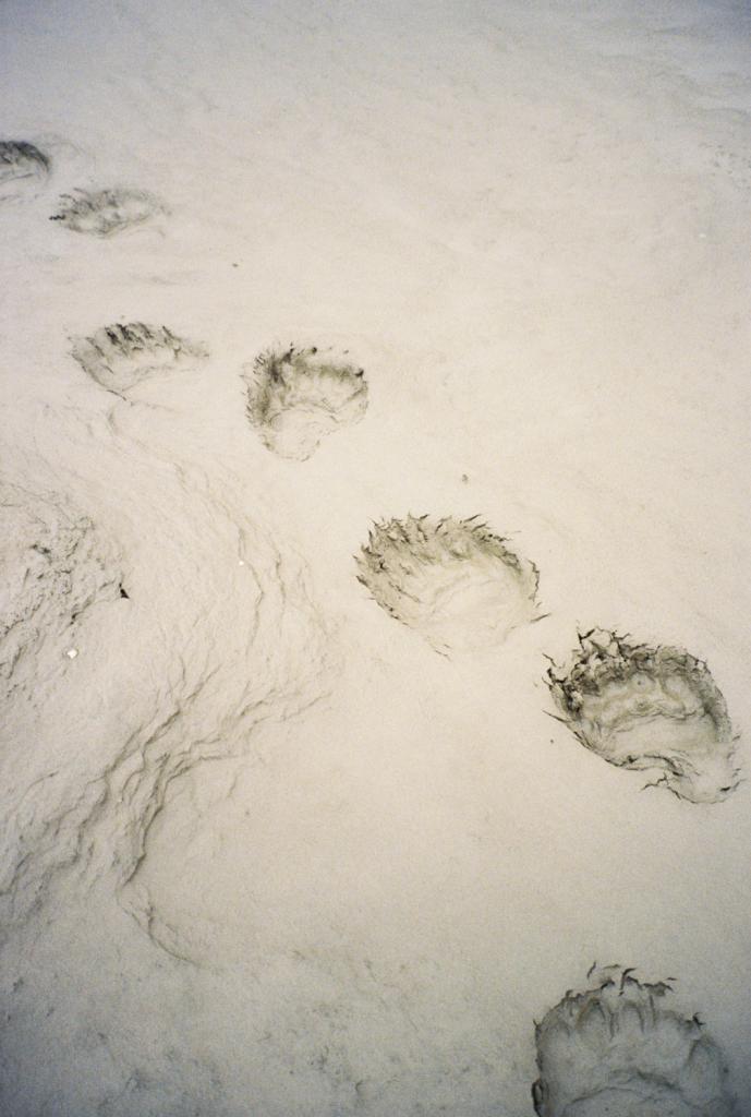 Voetsporen van ijsberen.