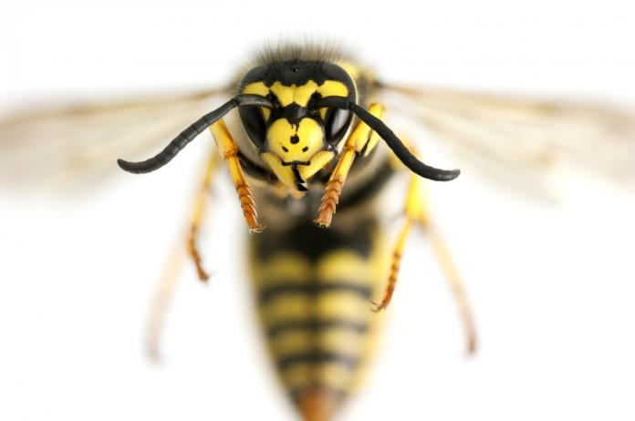 Wasp closeup