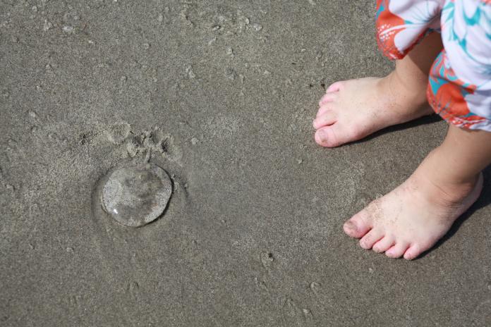 Pre-schooler discovers a jellyfish.