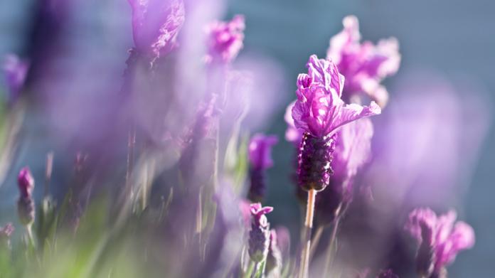 lavendel
