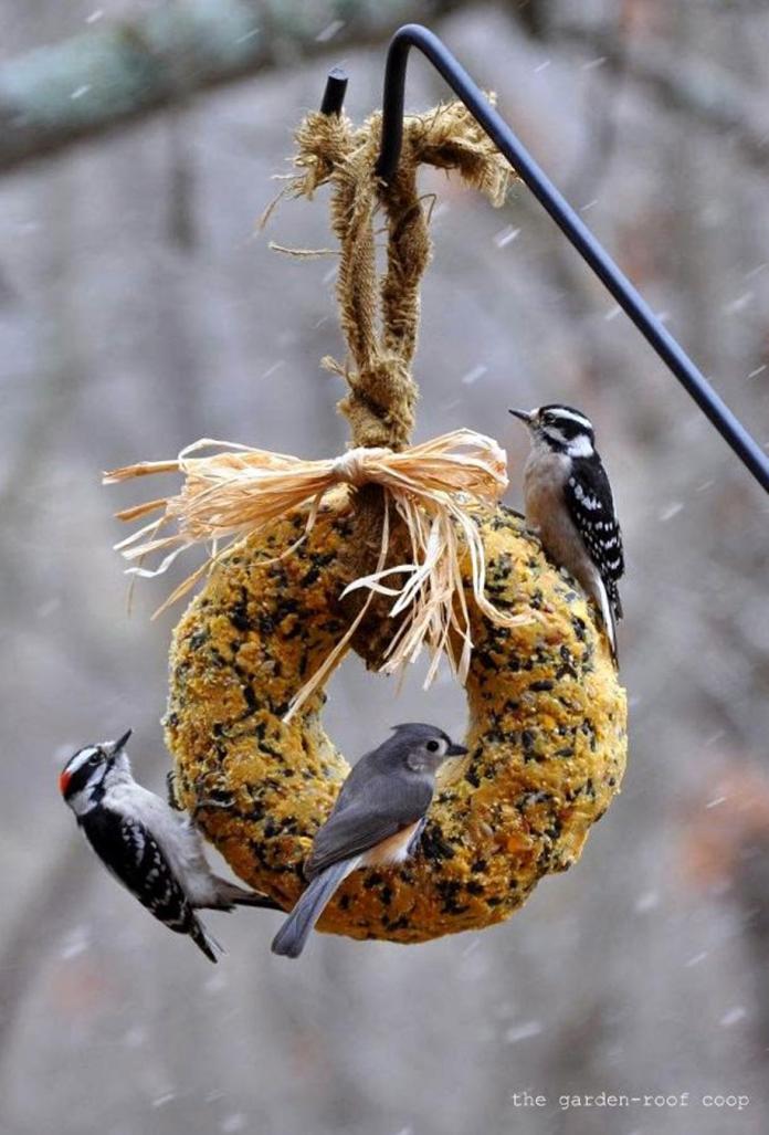 Verwen de vogels in je tuin met deze zelfgemaakte zaadbollen Libelle