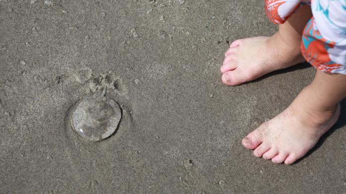 Pre-schooler discovers a jellyfish.