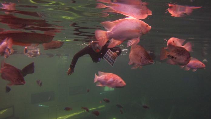 Snorkelen